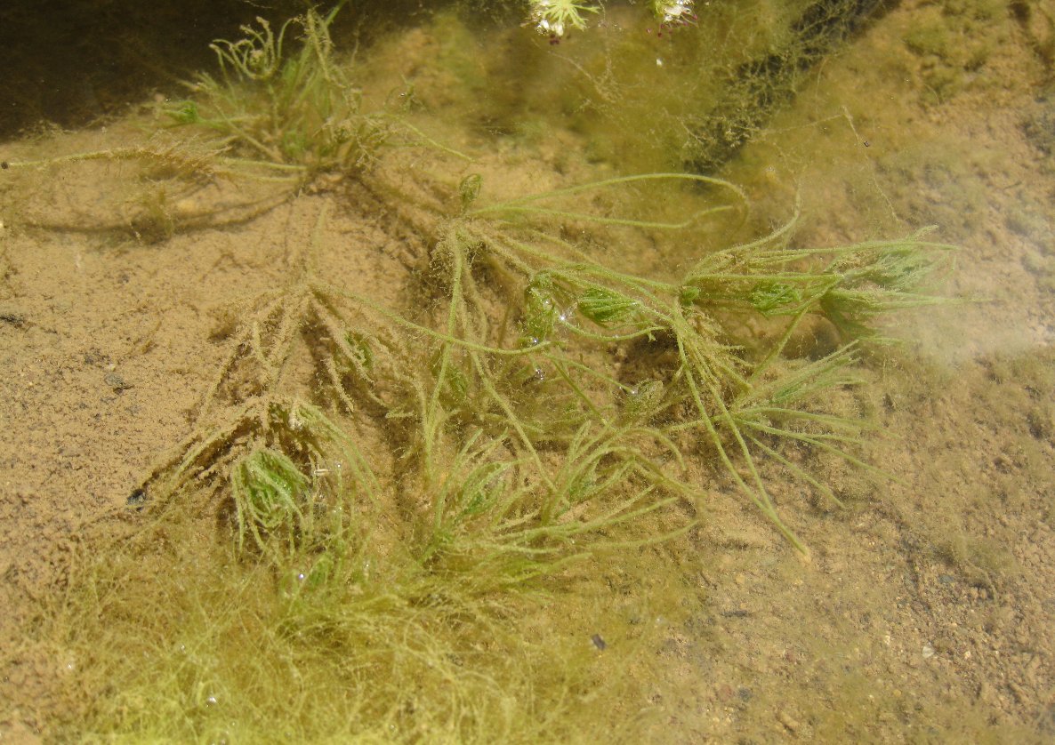 Identificazione piantina acquatica 2- Chara sp